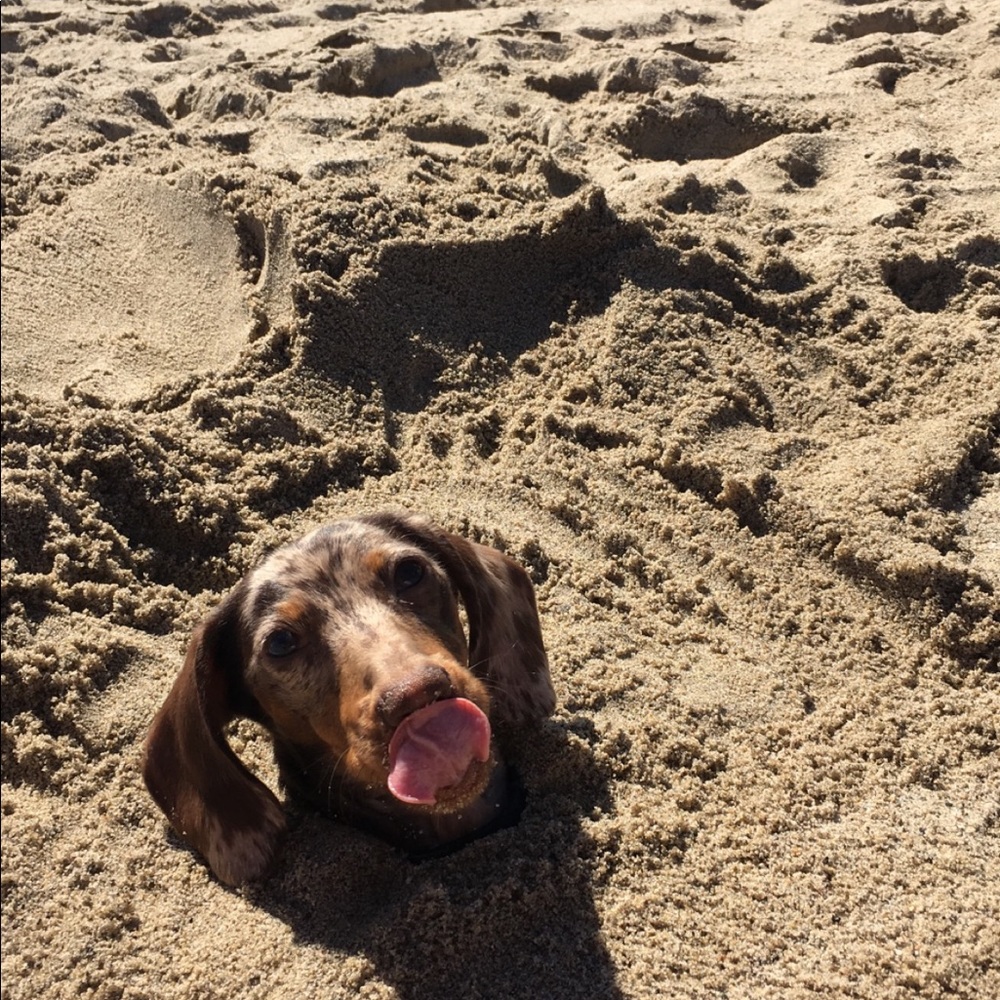 🌟TRADE FOR EMILY🌟